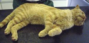 Обмороки у кошек Фото