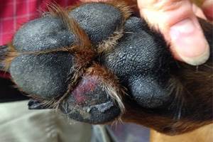 Обморожение у собак