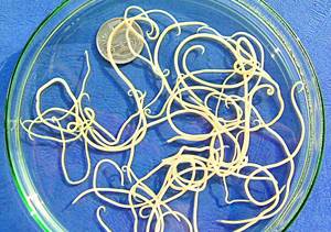 Обработка собак от гельминтов Фото