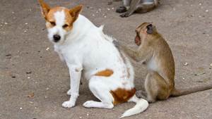 Обработка собак от эктопаразитов Фото