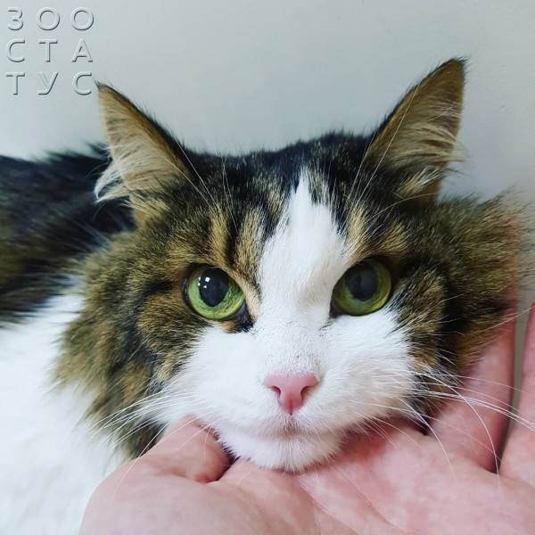 Одышка у кошек Фото кошка тяжело дышит