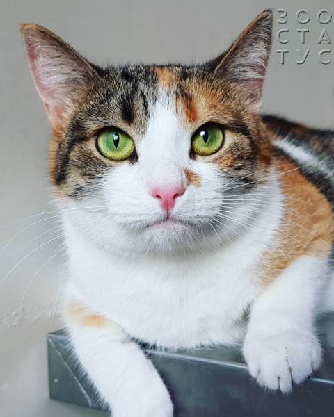 Одышка у кошек Фото кошка тяжело дышит