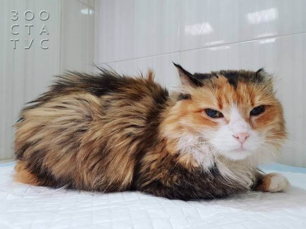 Одышка у кошек Фото кошка тяжело дышит