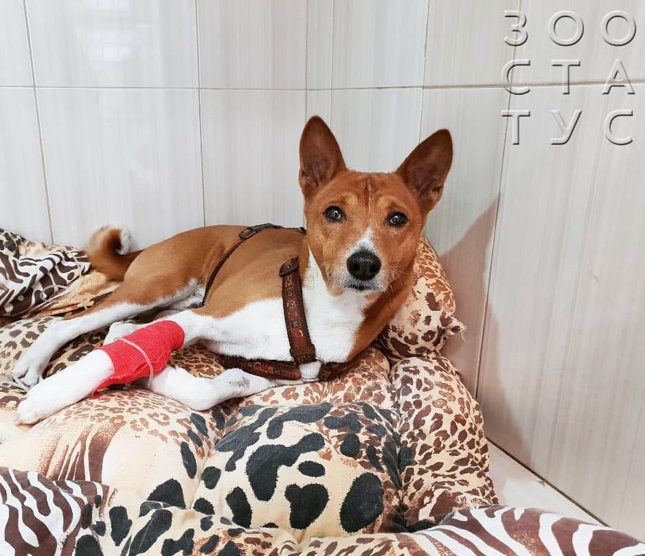 Одышка у собак
Фото тяжелое дыхание у собаки