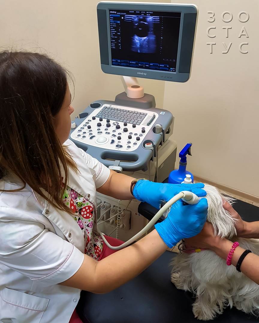 как проходит прием ветеринарного офтальмолога