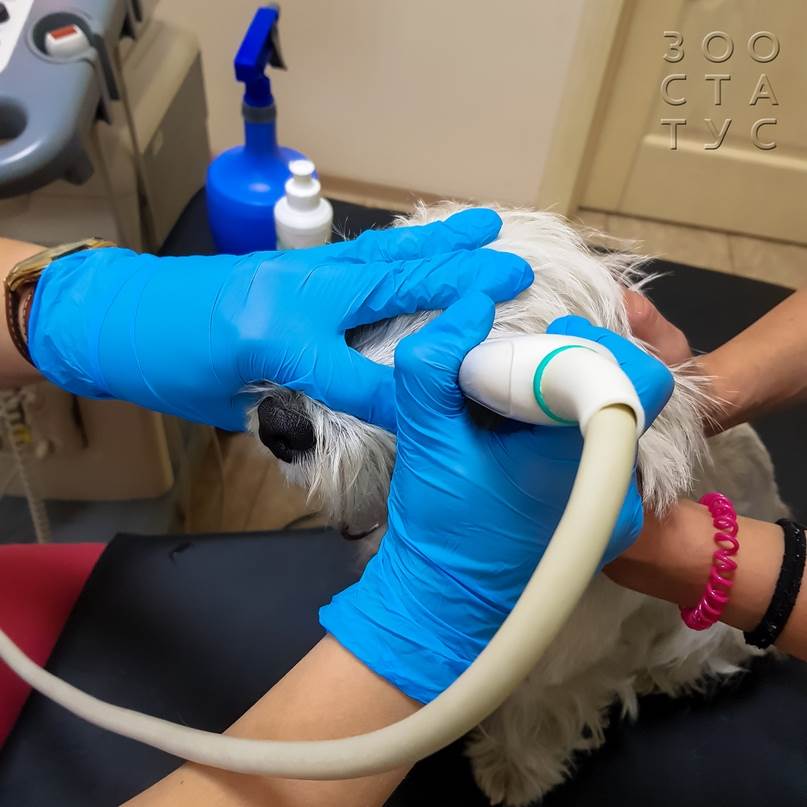 как проходит прием ветеринарного офтальмолога