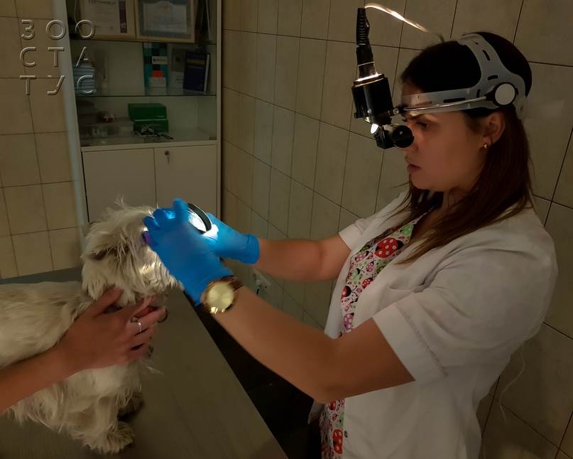 как проходит прием ветеринарного офтальмолога