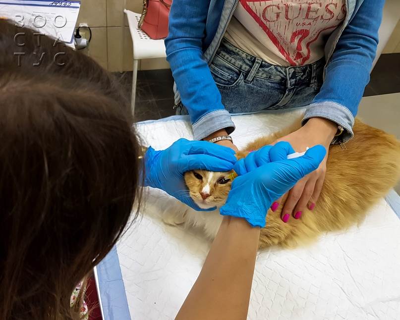 как проходит прием ветеринарного офтальмолога