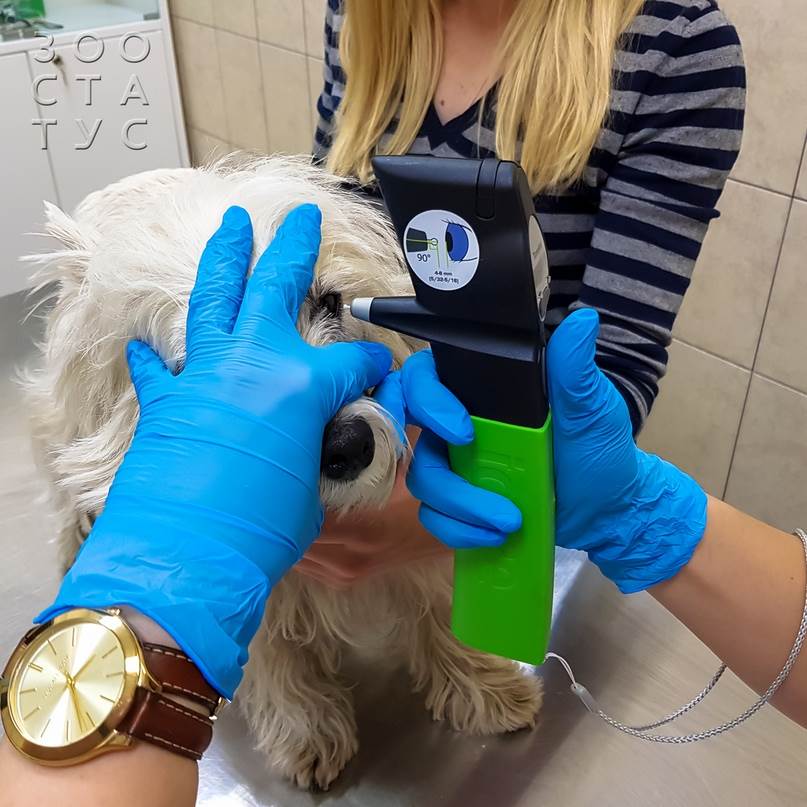 как проходит прием ветеринарного офтальмолога