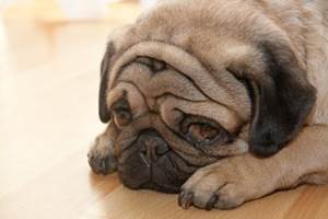 Опухоли головного мозга у собак Фото