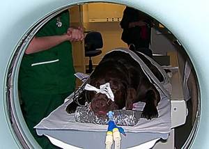 Опухоли головного мозга у собак Фото