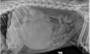 Опухоли печени у собак и кошек Фото