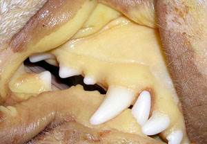 Опухоли печени у собак и кошек Фото