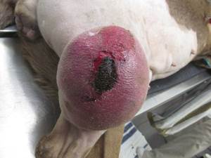 Опухоли у собак и кошек Фото