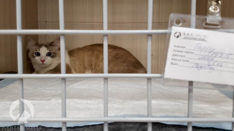 ветеринарный стационар