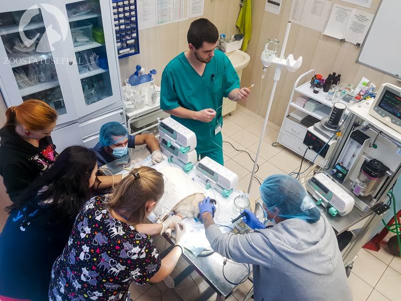 ветеринарный стационар