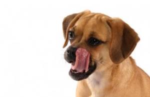 Отличия пищеварительной системы собак
Фото