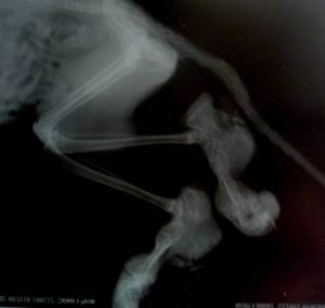 Остеохондродисплазия и ахондроплазия у кошек Фото