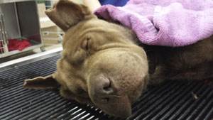 Острая почечная недостаточность у собак Фото