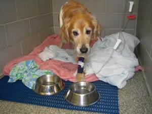 Острая почечная недостаточность у собак Фото