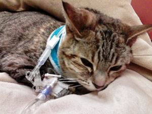 Острая почечная недостаточность у кошек Фото