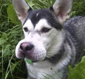 Отек морды у собаки Фото