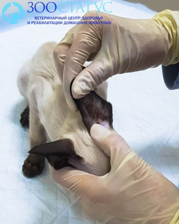 Осмотр уха коту с отитом
Фото осмотр уха кошке