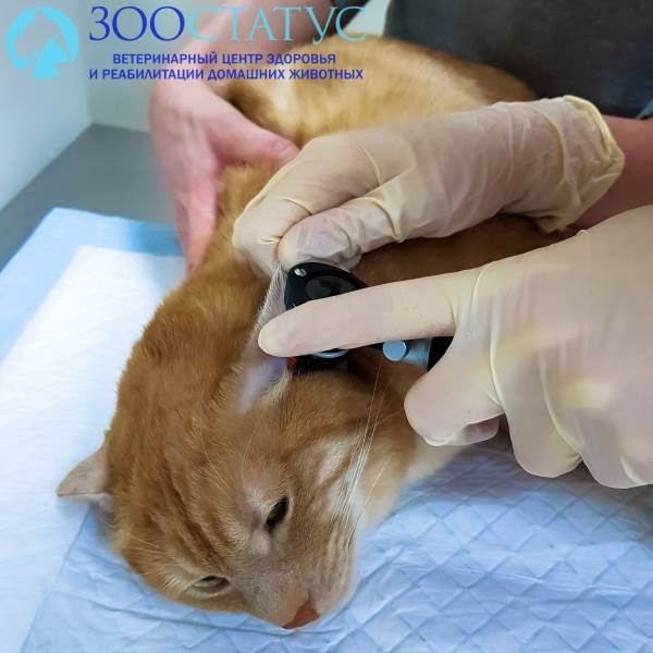 Осмотр уха кошке
Фото осмотр уха коту с отитом