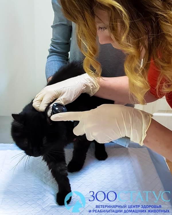 Отоскопия коту при отите
Фото осмотр уха кошке