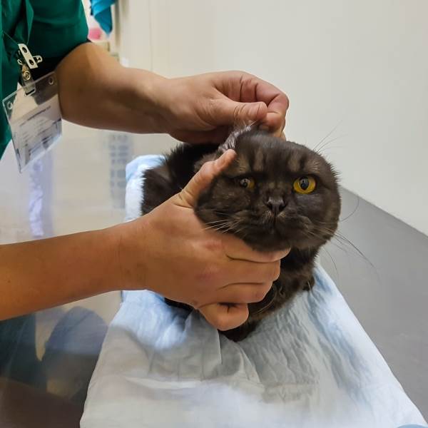 Осмотр уха кошке с отитом
Фото осмотр уха кошке