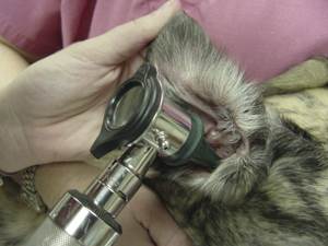 Отоскопия Фото