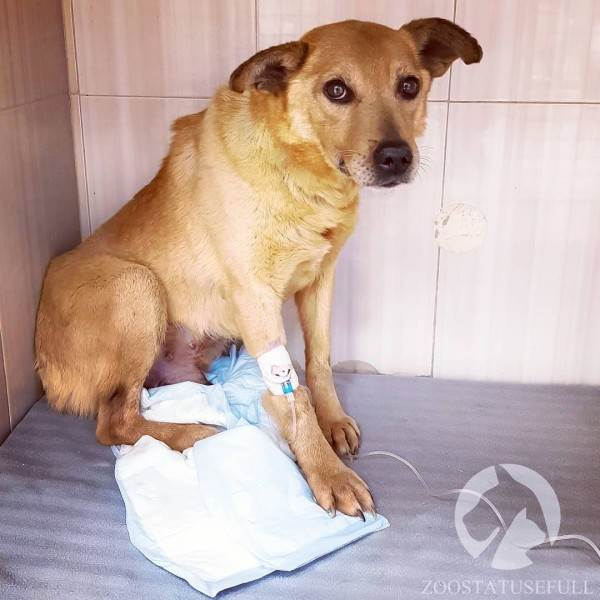 Животное отравилось что делать Фото что делать если собака отравилась