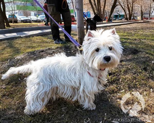Животное отравилось что делать Фото что делать если собака отравилась