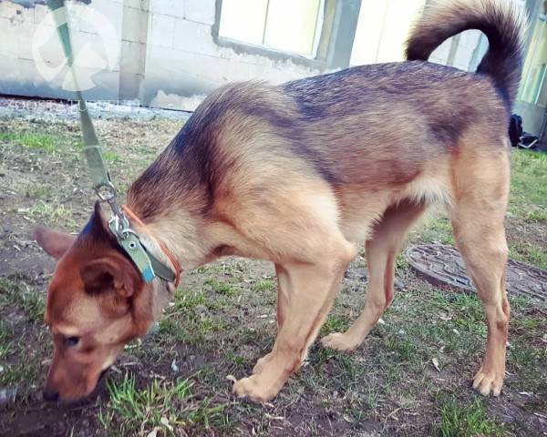 Животное отравилось что делать Фото что делать если собака отравилась