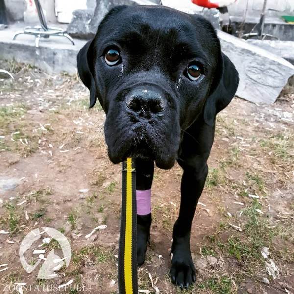 Животное отравилось что делать Фото что делать если собака отравилась