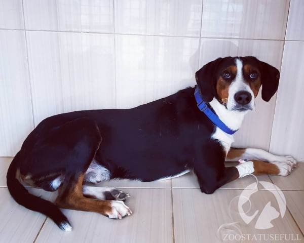 Животное отравилось что делать Фото что делать если собака отравилась