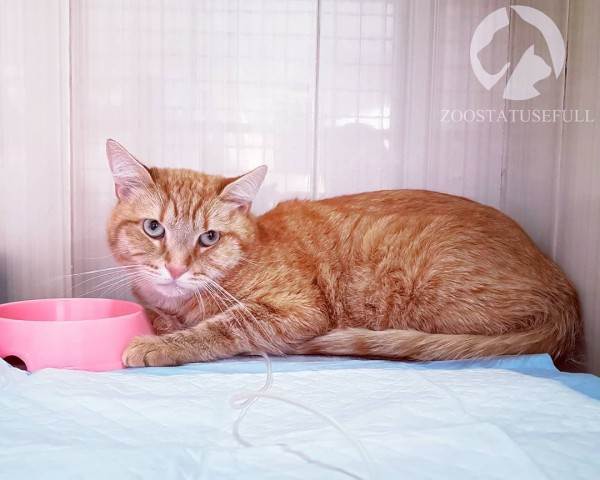 Животное отравилось что делать Фото что делать если собака отравилась