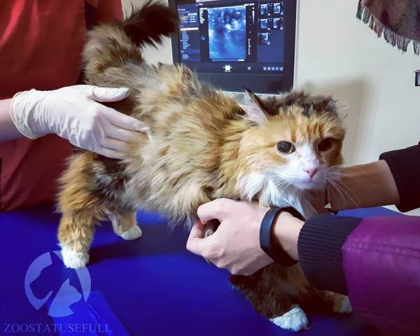 Животное отравилось что делать Фото что делать если собака отравилась