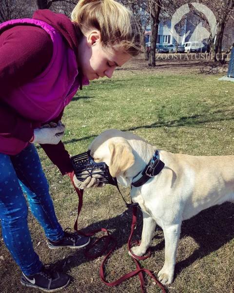 Животное отравилось что делать Фото что делать если собака отравилась