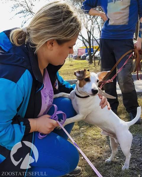 Животное отравилось что делать Фото что делать если собака отравилась