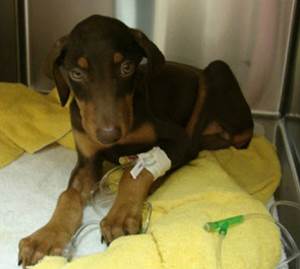 Отравление ксилитолом Фото