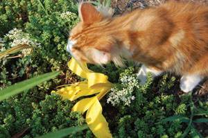 Отравление кошек лилиями Фото