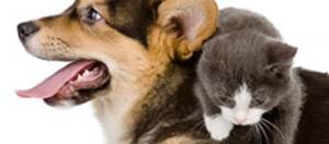 Отравление средствами от блох и клещей у кошек Фото