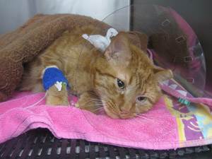 Отравление средствами от блох и клещей у кошек Фото