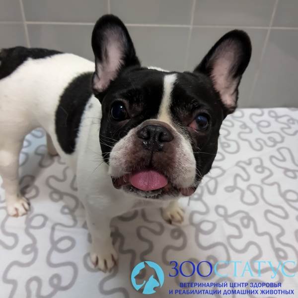 Прием ветеринарного репродуктолога Фото прием врача-репродуктолога