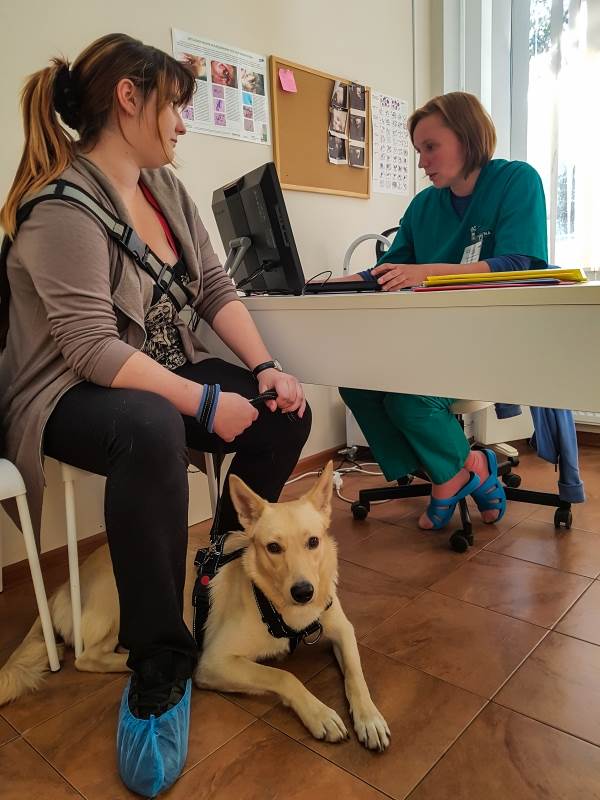 Прием ветеринарного репродуктолога Фото прием врача-репродуктолога