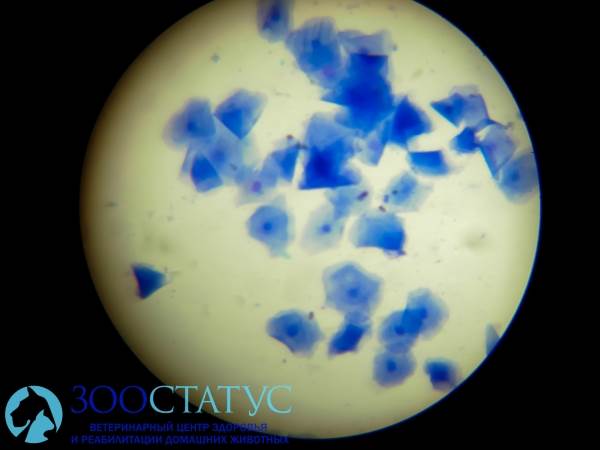 Метод определения овуляции у собаки Фото определение овуляции у собак