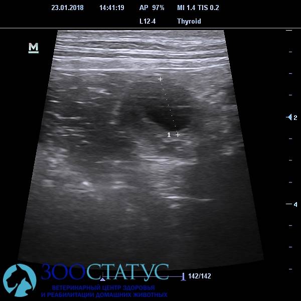 Овуляция у собак Фото определение начала овуляции на УЗИ