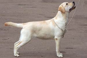 Оптимальная масса тела