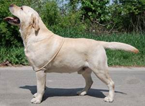 Вес выше нормы